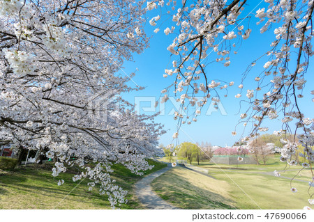 Beautiful cherry blossoms in Saitama kanuman rice field Sakura corridor in Japan 47690066