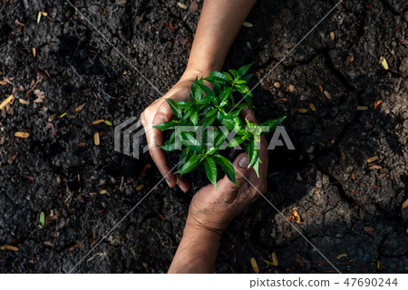 Hands Team work protecting tree growing up Hands Team work protecting tree growing up 47690244