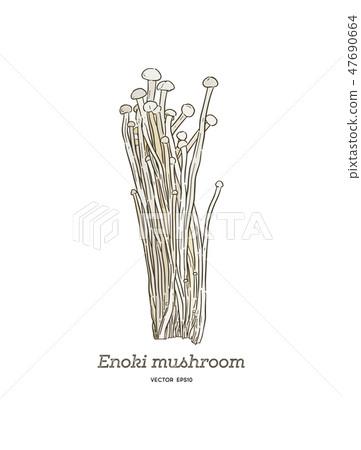 enoki mushrooms (Enokitake) vector. 47690664