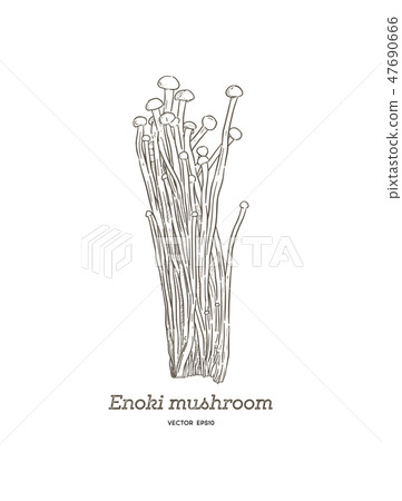 enoki mushrooms (Enokitake) vector. enoki mushrooms (Enokitake) vector. 47690666