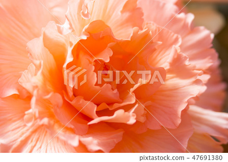 Bulbs BECONIA Bulbs BECONIA 47691380