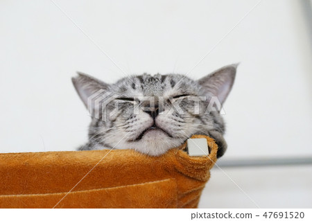 Sabatra patterned cat sleeping in a hammock 47691520