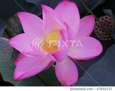 蓮花 蓮花 47692217