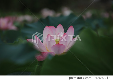 蓮花 47692218