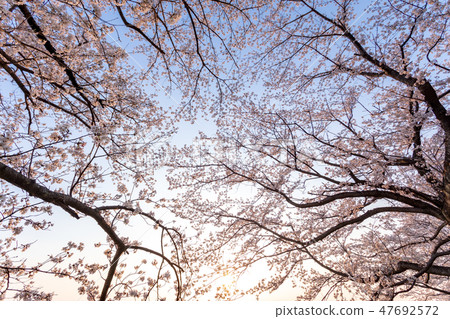 Cherry blossoms in full bloom looking up at the spring cherry blossoms Cherry blossoms in full bloom looking up at the spring cherry blossoms 47692572