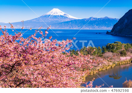 (Shizuoka) From Kawazu cherry blossom blooming Nishiizu Iida, Mt. Fuji over the sea 47692598