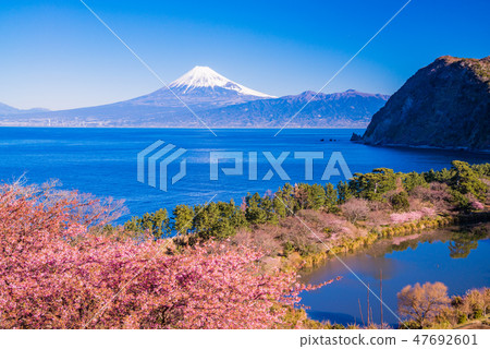 (Shizuoka) From Kawazu cherry blossom blooming Nishiizu Iida, Mt. Fuji over the sea 47692601