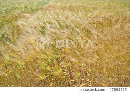 6 row barley of lake country 47693515
