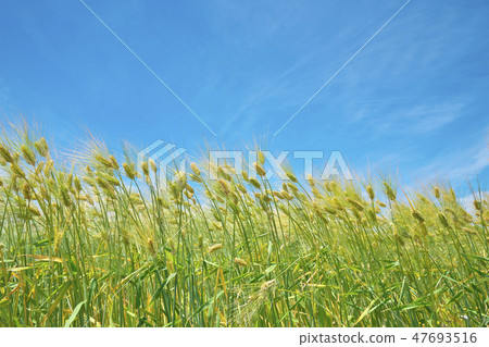 6 row barley of lake country 47693516