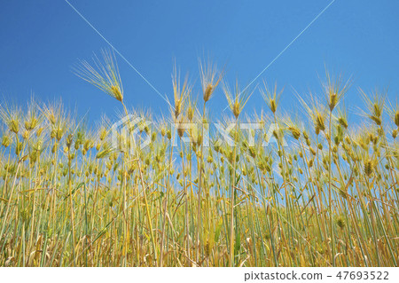 6 row barley of lake country 47693522
