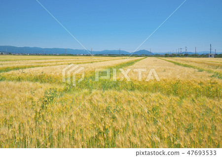 湖國家的6行大麥 47693533