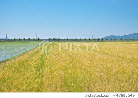 6 row barley of lake country 6 row barley of lake country 47693549