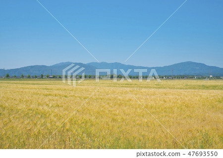 6 row barley of lake country 6 row barley of lake country 47693550