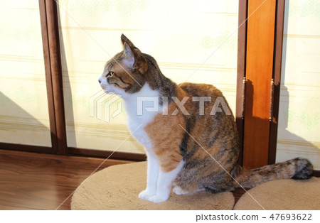 Hinabatako cat 47693622