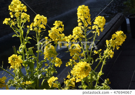 Rape blossom yellow flower Rape blossom yellow flower 47694067