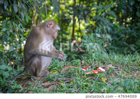 Monkey sitdown and look Garbage in side forest Monkey sitdown and look Garbage in side forest 47694089
