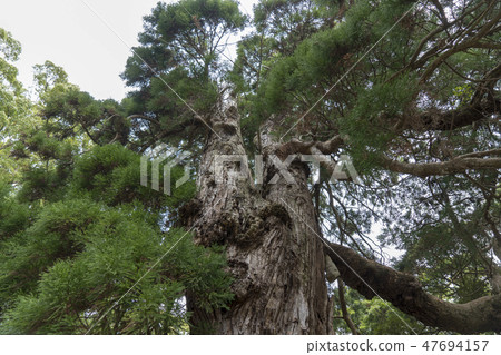Japanese cedar of Tsushima Mansein 47694157