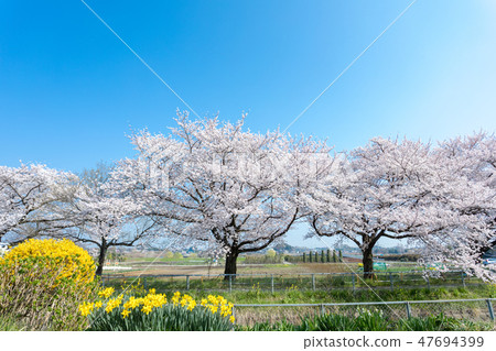 Cherry blossom trees and paddy flowers in Haru No nusa rice paddies 47694399