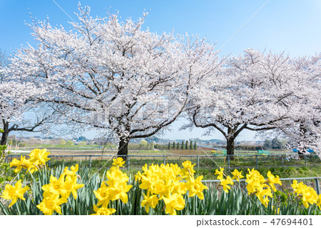 Cherry blossom trees and paddy flowers in Haru No nusa rice paddies Cherry blossom trees and paddy flowers in Haru No nusa rice paddies 47694401