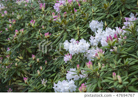 杜鵑 杜鵑 47694767