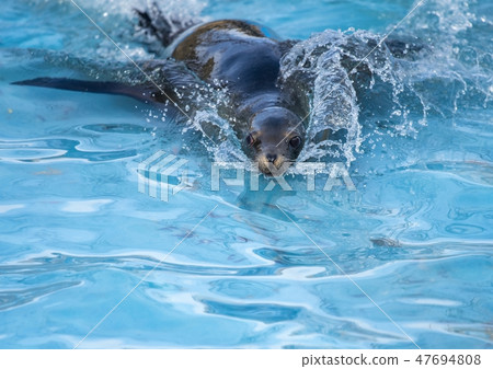 Sea lion Sea lion 47694808