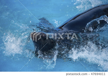 Sea lion 47694811