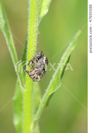 Mamijiro Hetri Mamijiro Hetri 47695086