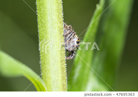 Mamijiro Hetri 47695363