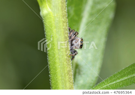 Mamijiro Hetri Mamijiro Hetri 47695364