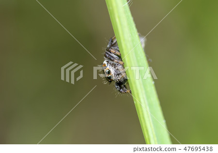 Mamijiro Hetri Mamijiro Hetri 47695438