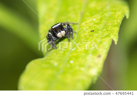 Mamijiro Hetri Mamijiro Hetri 47695441