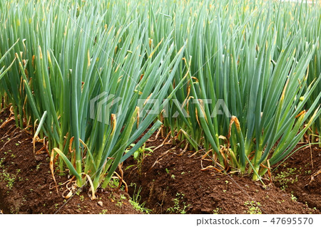 蔥 47695570