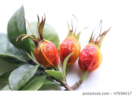 梔子果實 47696017