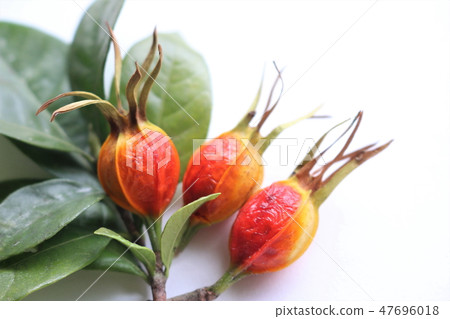 梔子果實 47696018