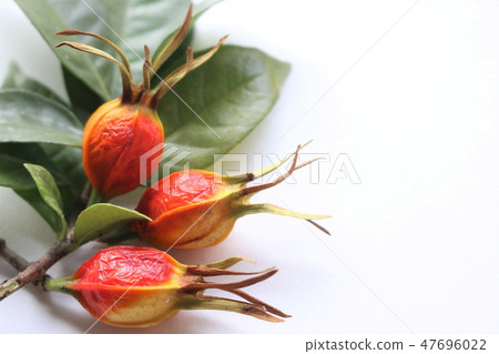 梔子果實 47696022