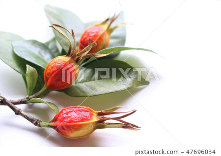 Fruit of gardenia 47696034