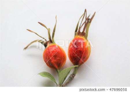 Fruit of gardenia 47696038