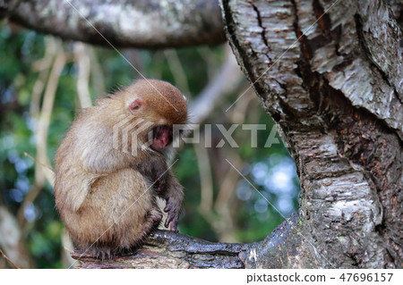 A monkey A monkey 47696157