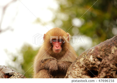 A monkey A monkey 47696158