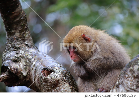 一隻猴子 47696159