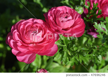 Ratenkyurasu Ratenkyurasu 47696246