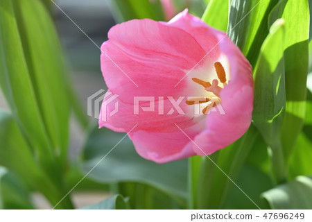 Tulip Tulip 47696249