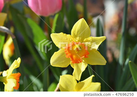 Narcissus Narcissus 47696250