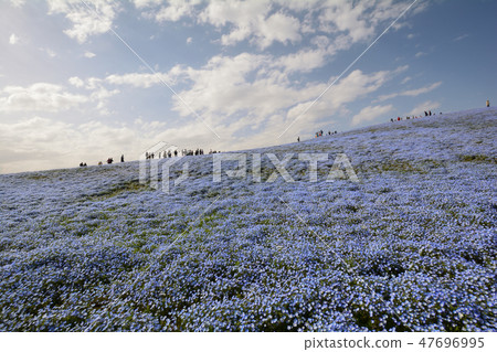 日立海灘公園的Nemophila＃10 47696995