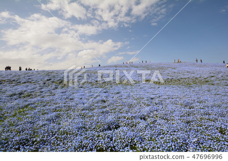 日立海灘公園的Nemophila#9 日立海灘公園的Nemophila#9 47696996