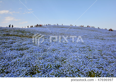日立海灘公園的Nemophila#8 日立海灘公園的Nemophila#8 47696997