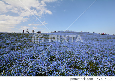 日立海灘公園的Nemophila#7 日立海灘公園的Nemophila#7 47696998