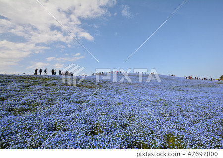 Nemophila # 6 of Hitachi Beach Park Nemophila # 6 of Hitachi Beach Park 47697000