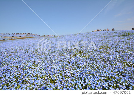 日立海灘公園的Nemophila#5 日立海灘公園的Nemophila#5 47697001