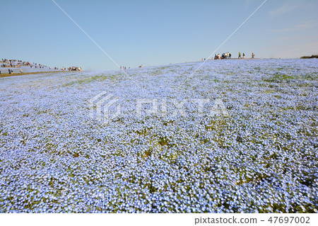 日立海灘公園的Nemophila#4 日立海灘公園的Nemophila#4 47697002